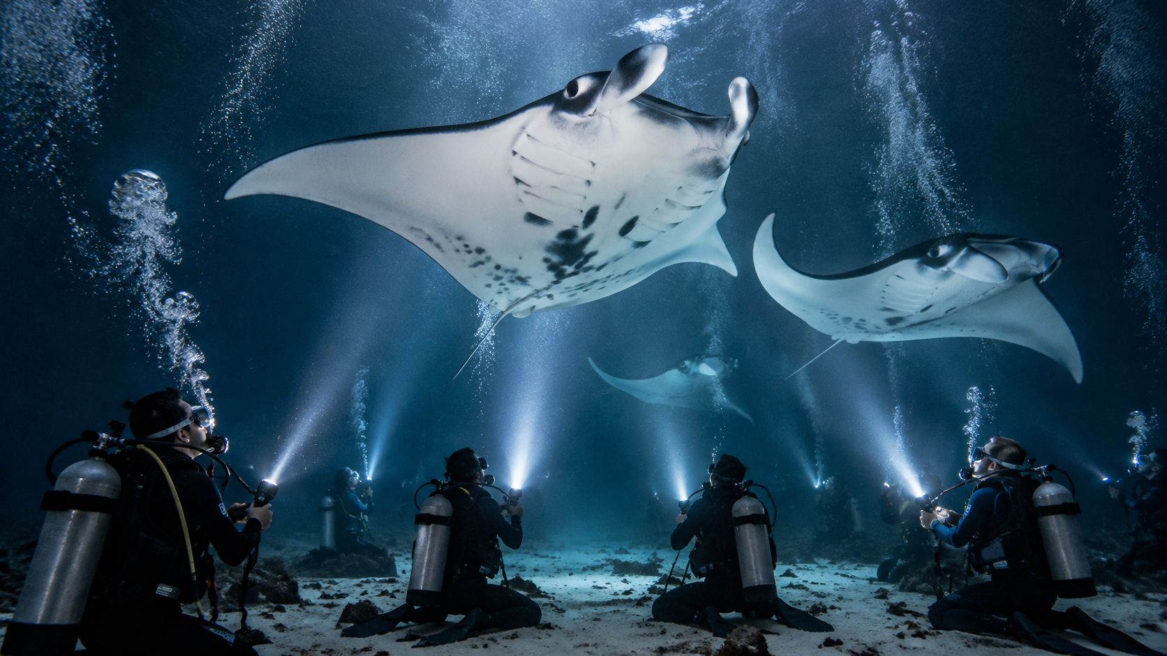 Scuba divers use flashlights to observe majestic manta rays swimming underwater in the deep ocean.