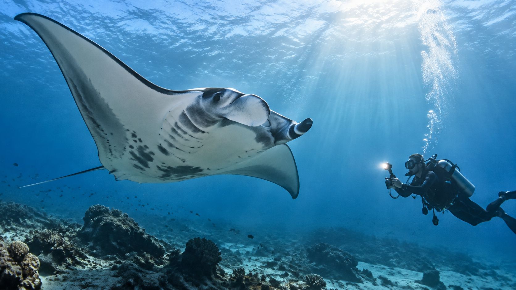 A scuba diver photographs a majestic manta ray swimming gracefully through clear blue tropical ocean waters.