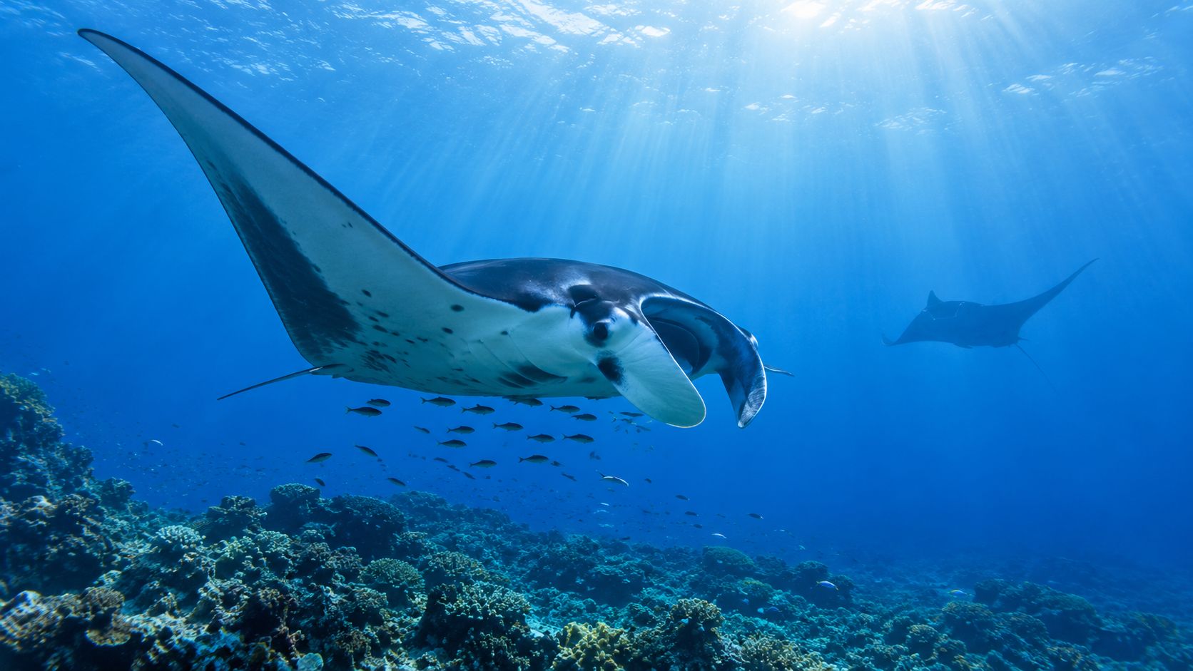 Two majestic manta rays swim gracefully over a colorful tropical coral reef in deep blue ocean water.