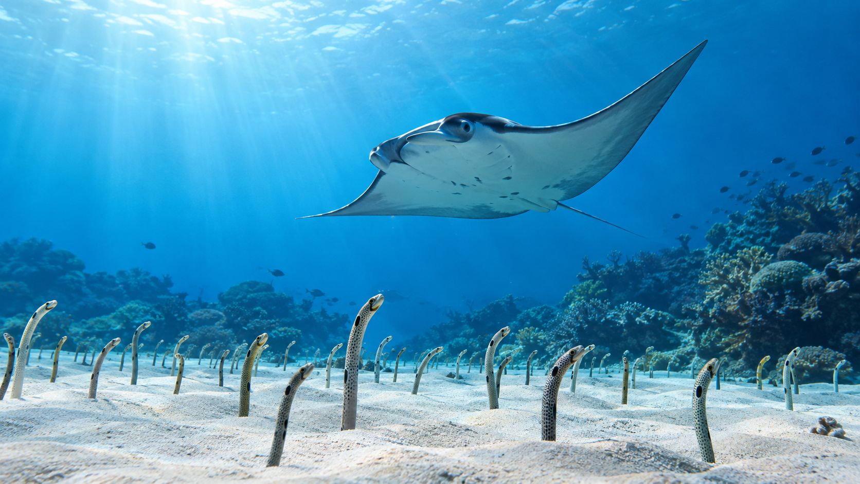 A majestic manta ray swims over a vibrant sandy floor populated by a colony of garden eels