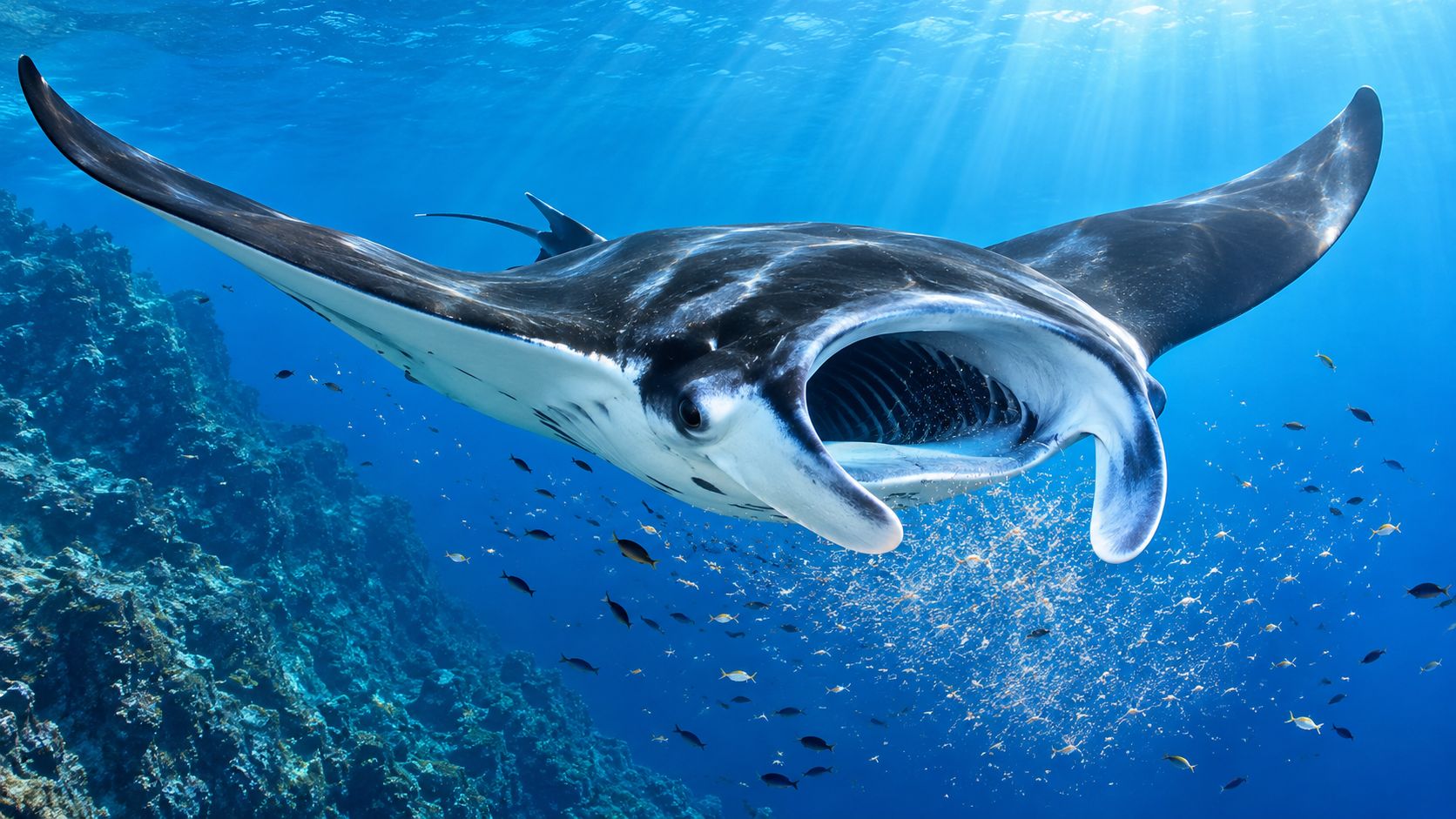 A majestic manta ray swimming with its mouth wide open near a coral reef in blue ocean.