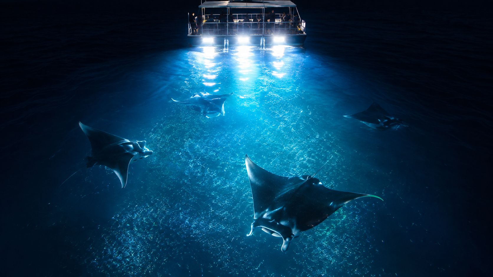 A group of manta rays swimming near a boat illuminated by bright lights at night in Hawaii.