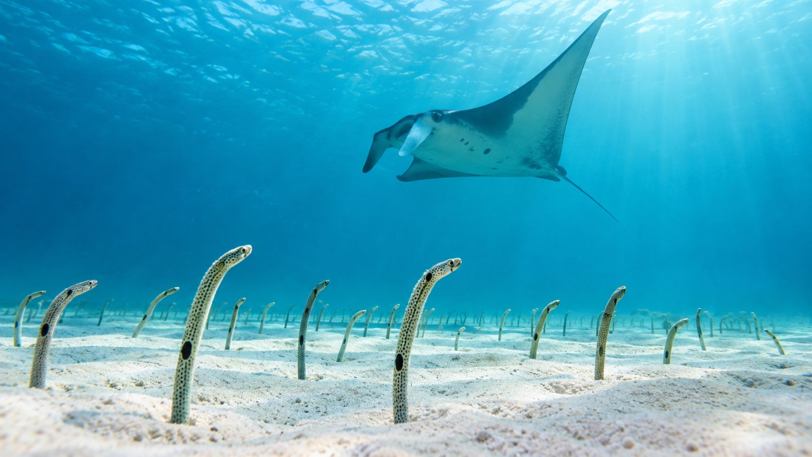 A majestic manta ray swims in deep blue ocean water above a colony of spotted garden eels.