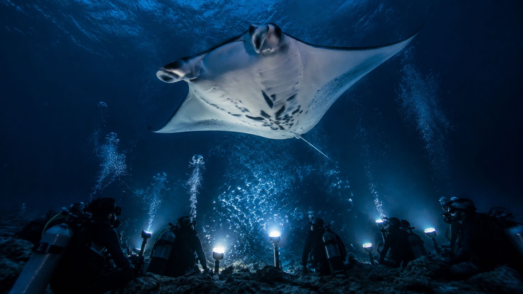 Scuba divers with bright flashlights look up at a large manta ray swimming in deep blue water.