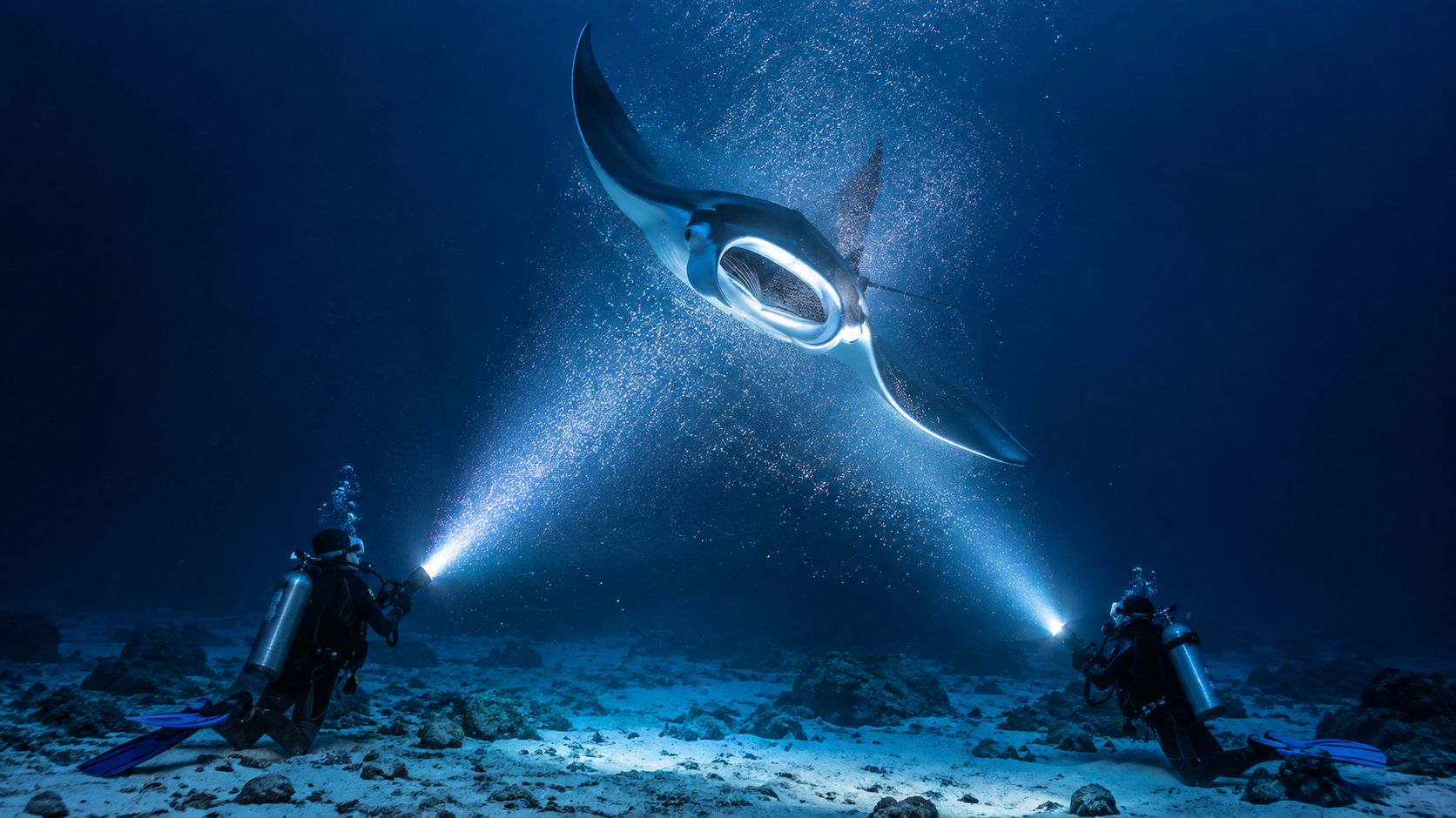 Two scuba divers using underwater torches to illuminate a large manta ray swimming in deep water.