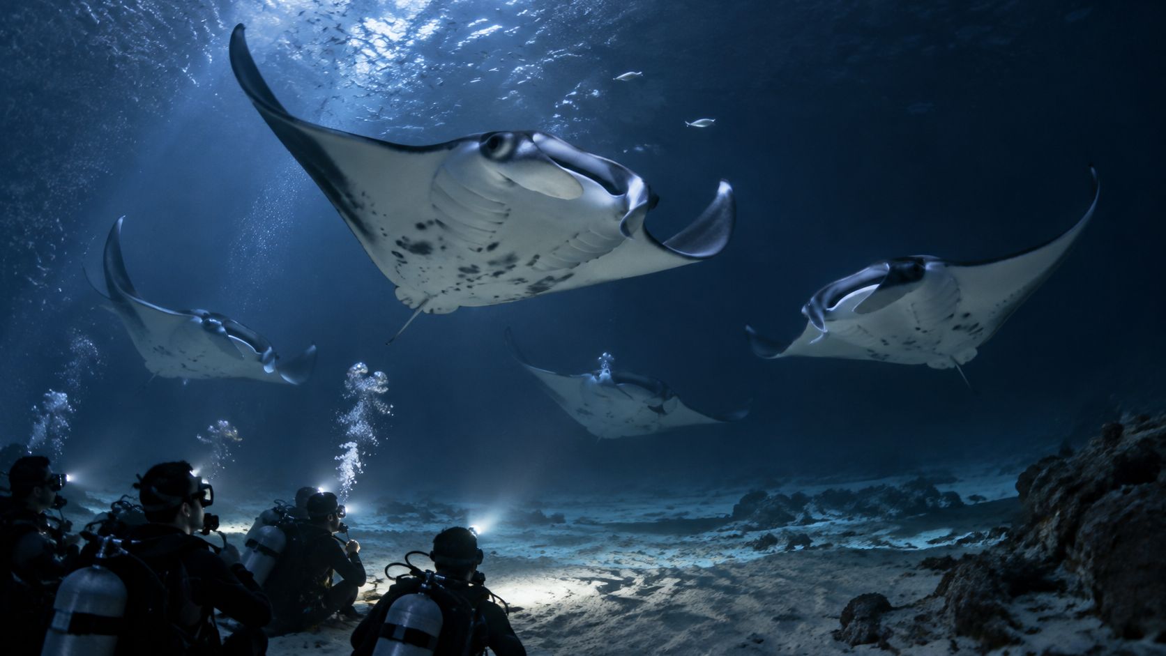 Scuba divers watch several manta rays swimming through the clear blue waters of the ocean at night.