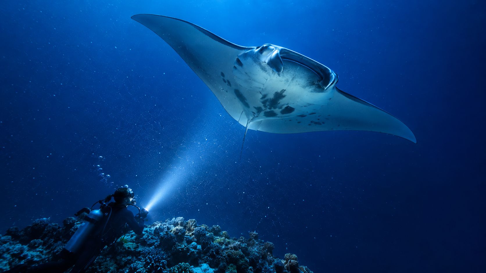 A scuba diver explores a dark coral reef while illuminating a giant manta ray swimming above