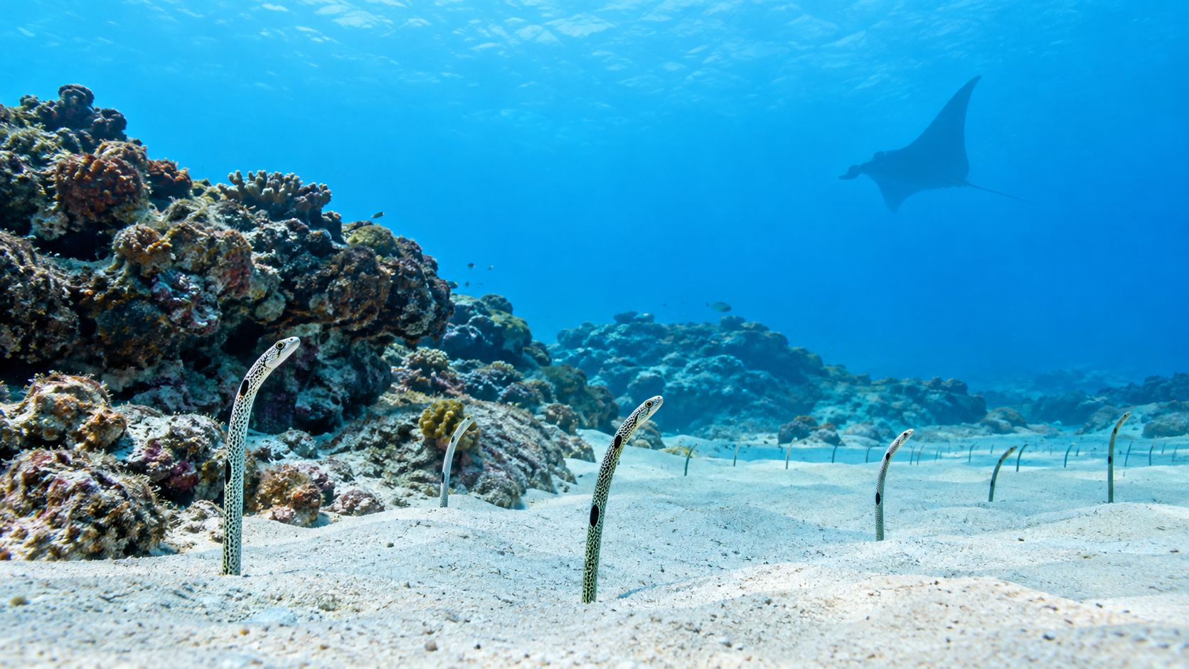 A group of spotted garden eels emerging from a sandy ocean floor with a manta ray swimming above.