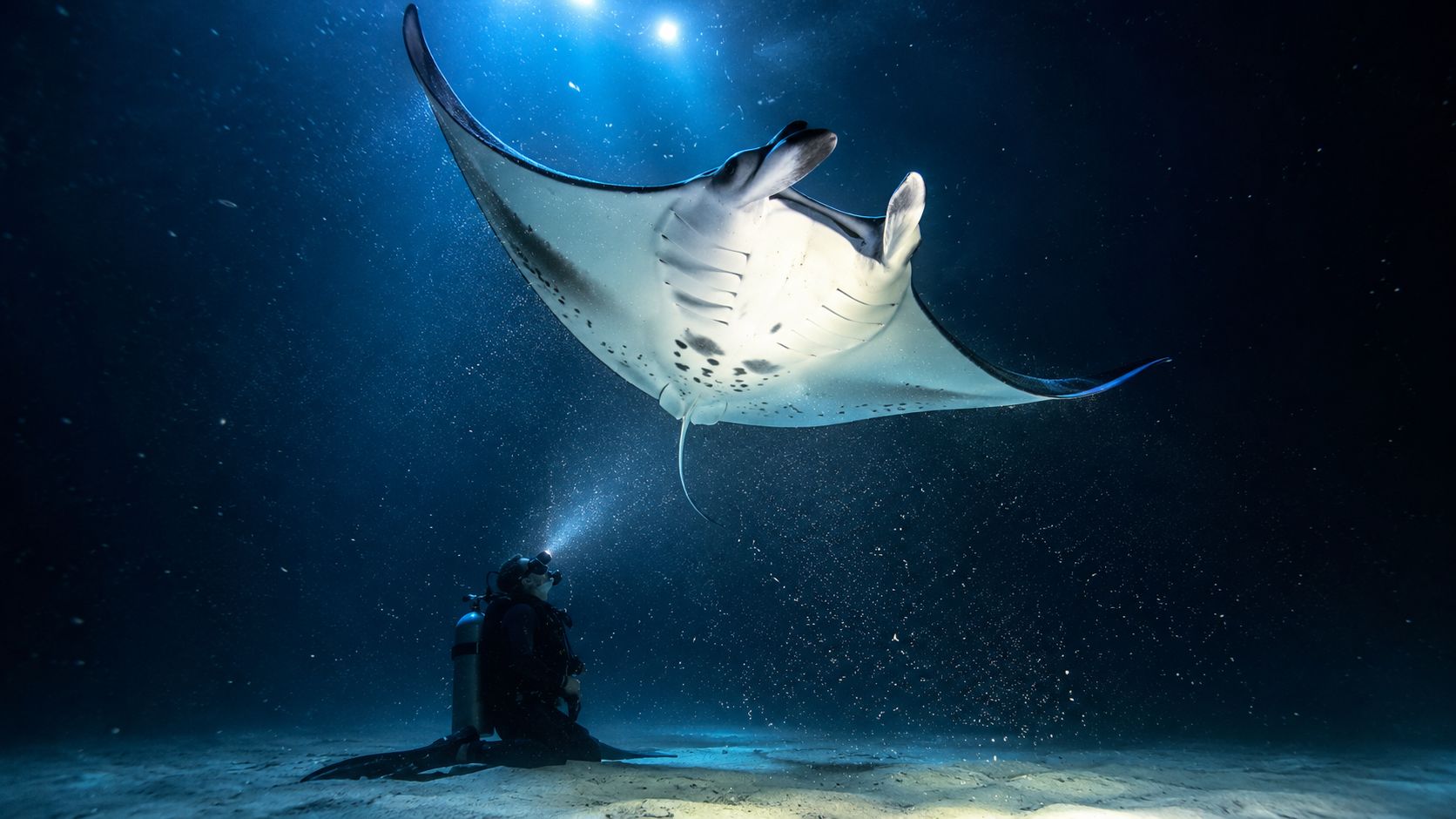 A scuba diver kneeling on the ocean floor shines a light up at a large manta ray