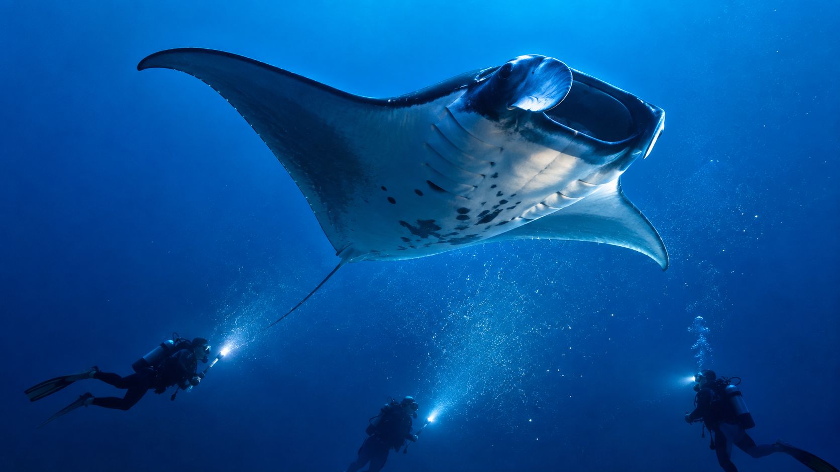 Scuba divers exploring the deep ocean alongside a large, graceful manta ray gliding through blue waters.