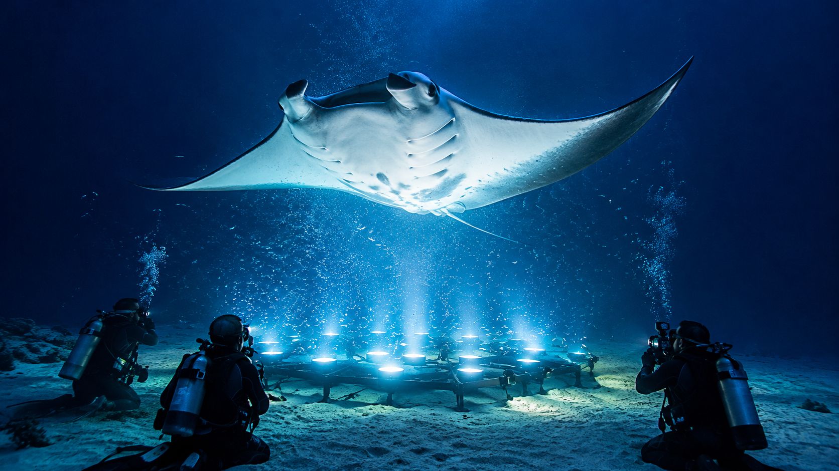 Scuba divers use underwater lights to illuminate a large manta ray swimming in deep blue ocean water.