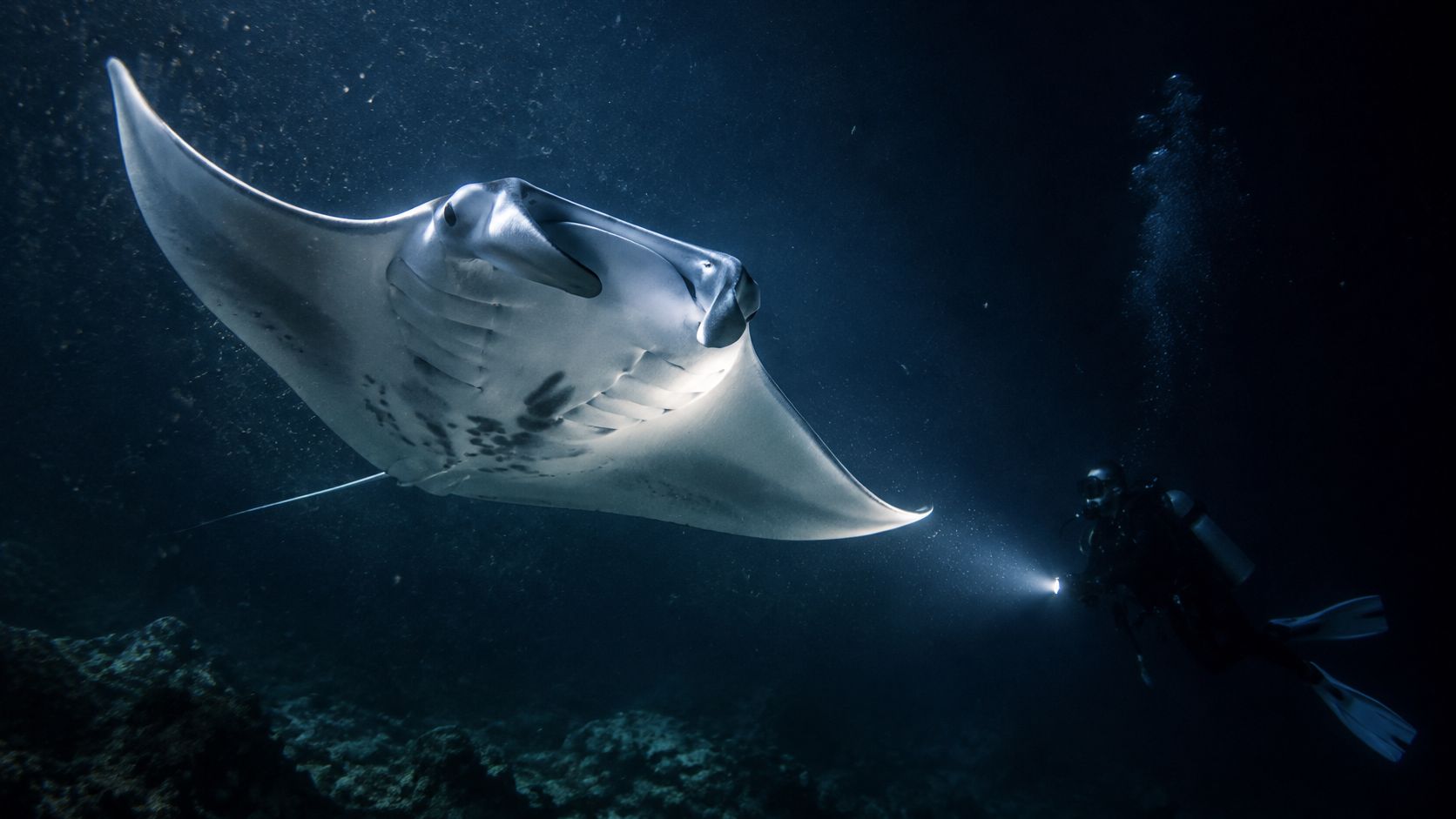 A scuba diver illuminates a graceful manta ray swimming through the dark waters of Big Island, Hawaii.