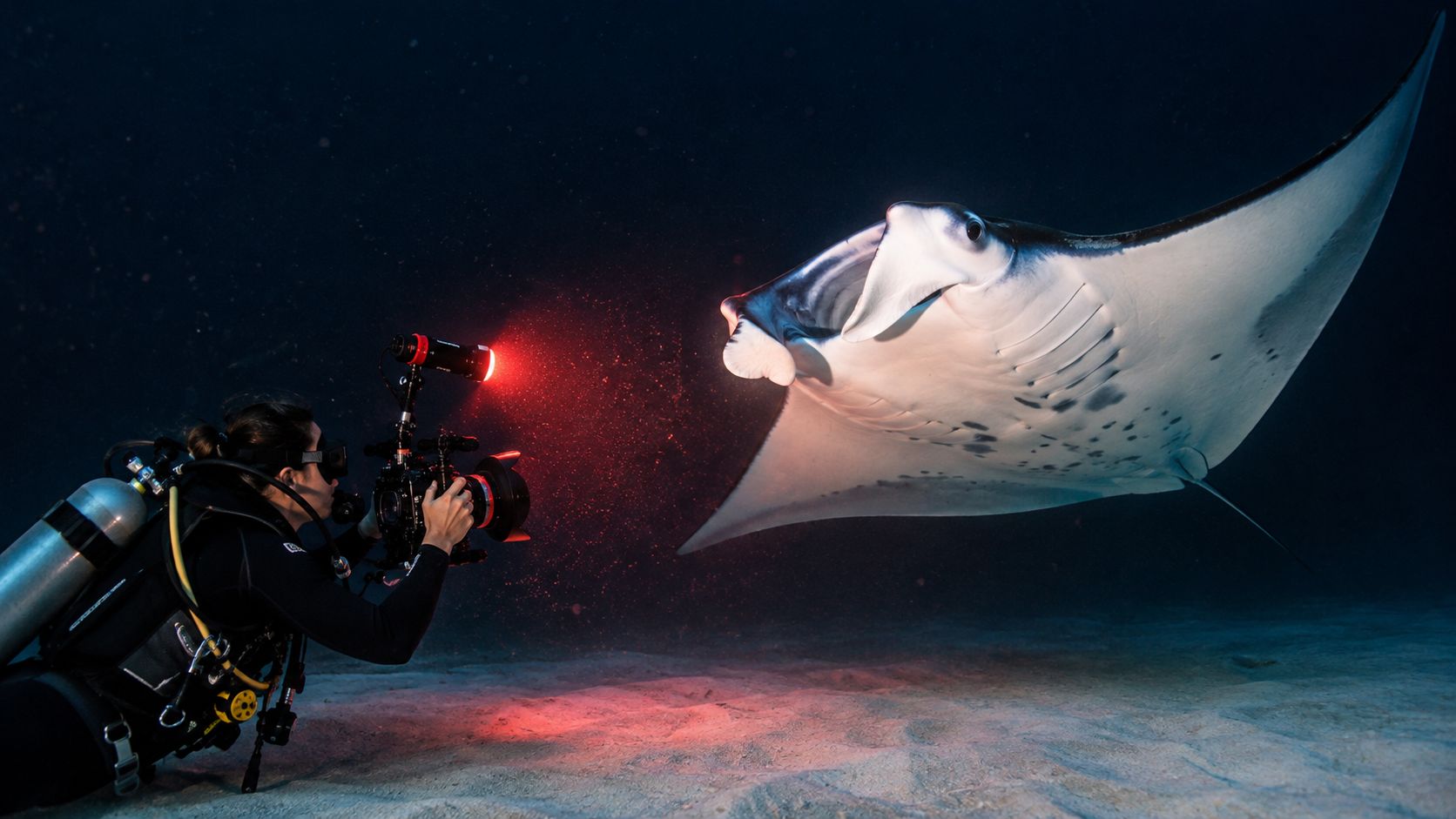 A scuba diver photographing a manta ray in the dark ocean with red light illumination.