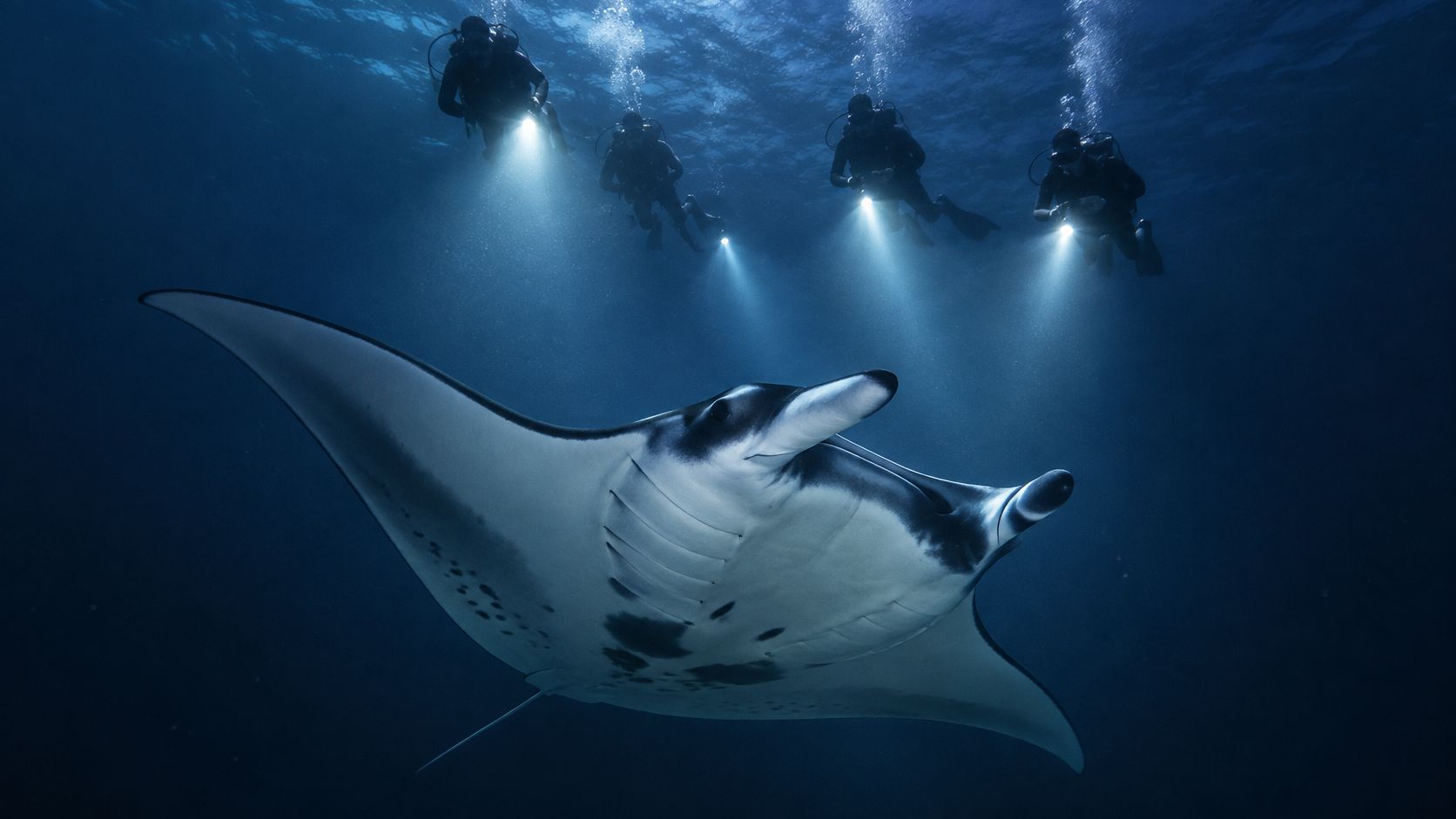 A majestic manta ray swims gracefully underwater, illuminated by the bright flashlights of four scuba divers above.