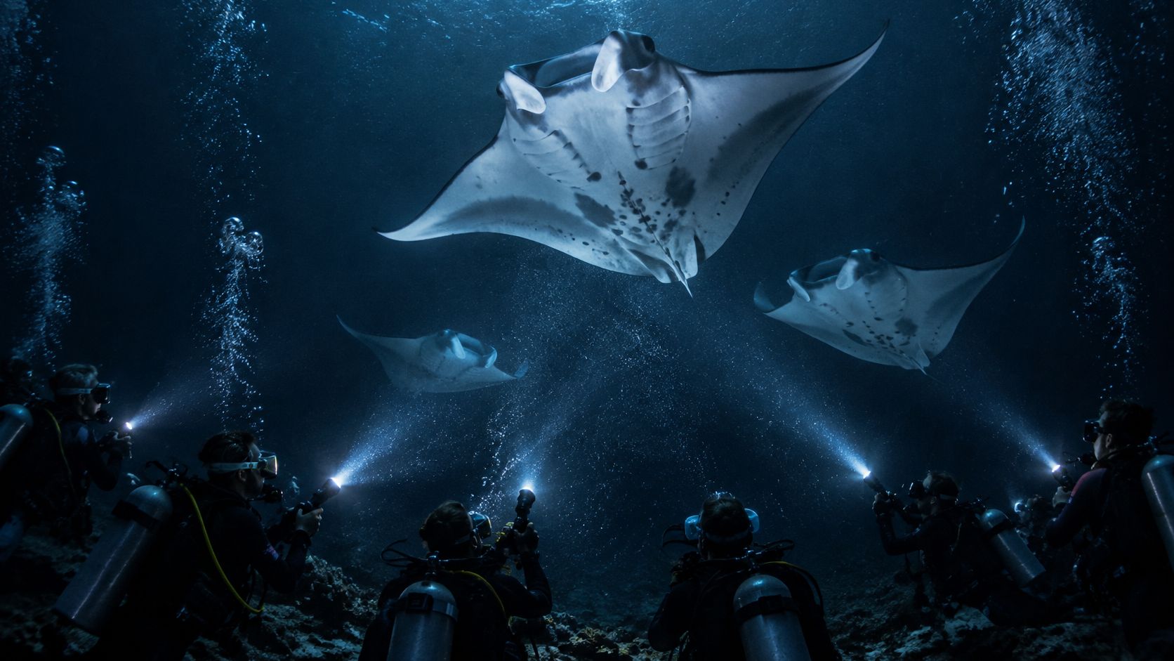 Scuba divers use underwater flashlights to illuminate a group of majestic manta rays swimming in dark water.