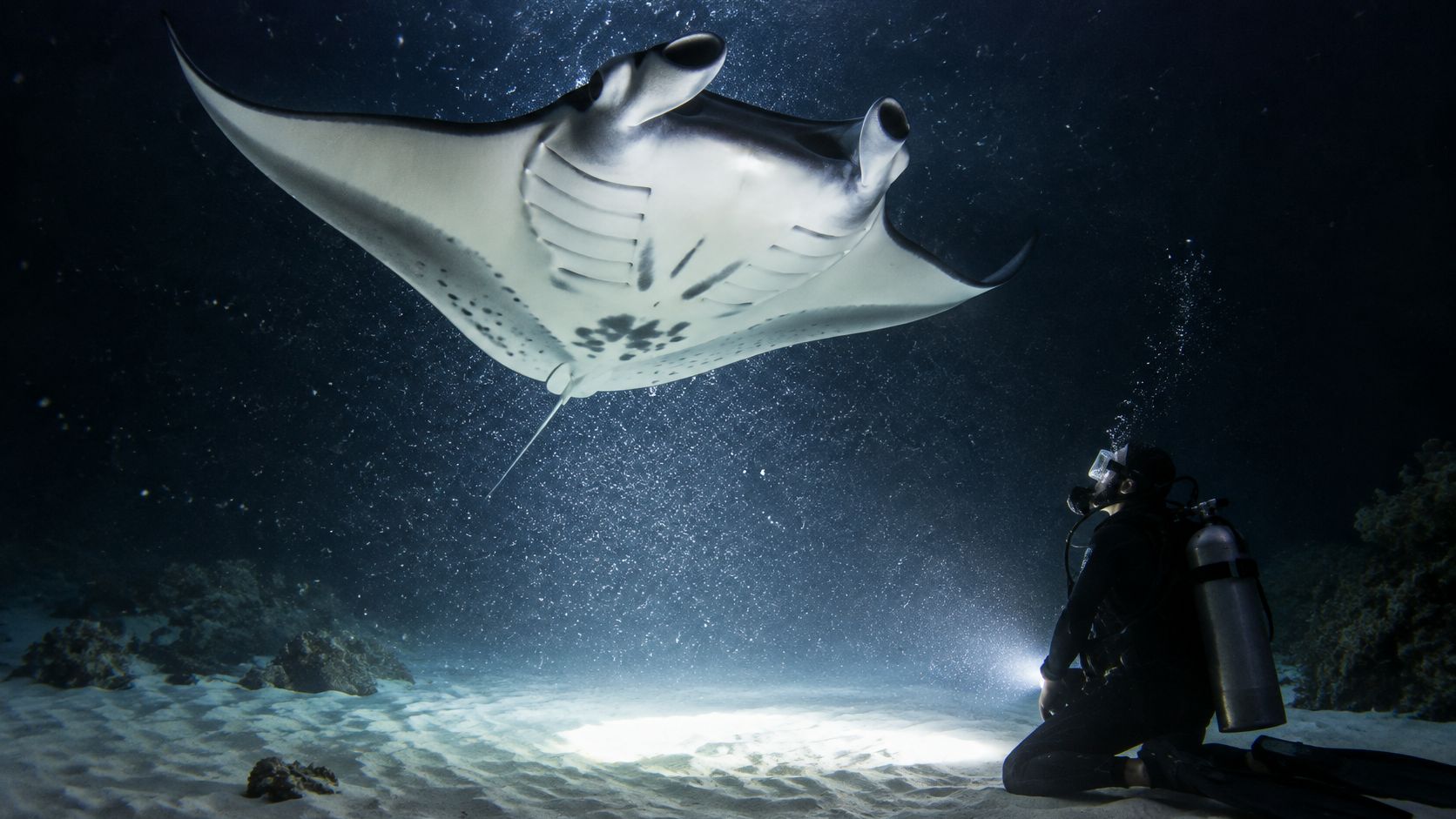 A scuba diver kneeling on the sandy ocean floor observes a large manta ray swimming overhead.