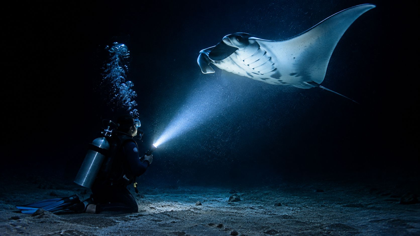 A scuba diver kneeling on the sandy ocean floor shines a flashlight on a graceful manta ray.