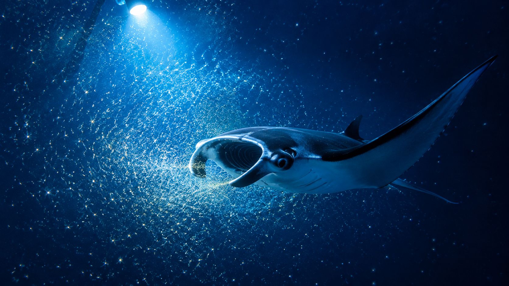 A majestic manta ray swimming through glowing plankton illuminated by a bright blue underwater light in Hawaii.