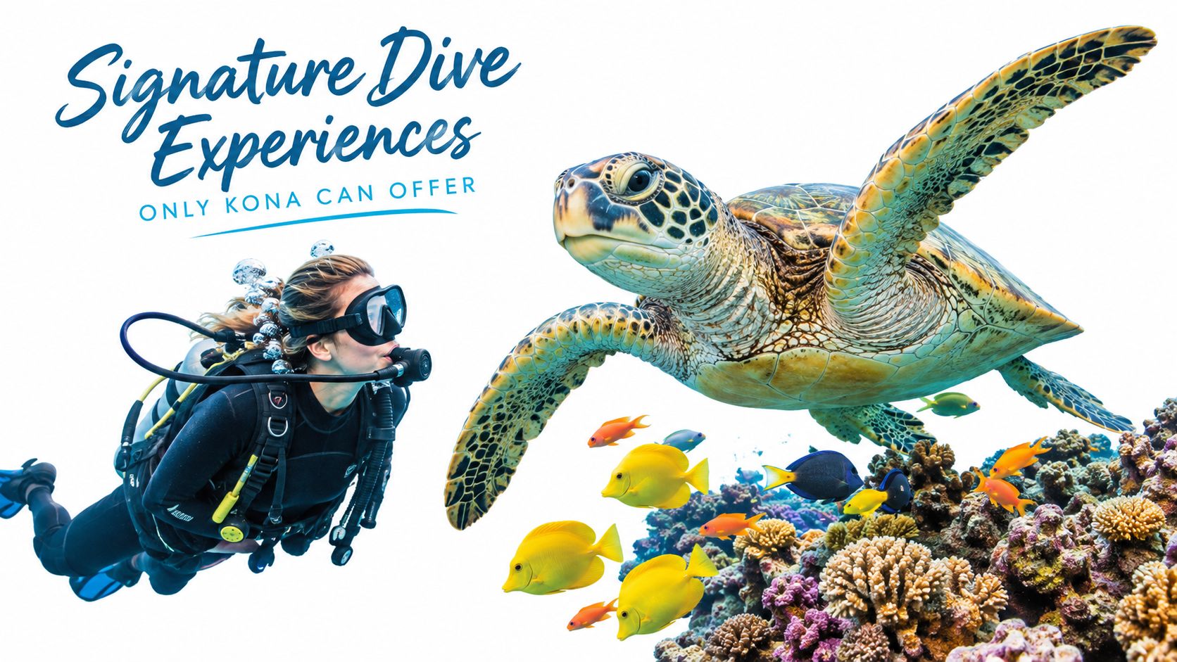 A scuba diver explores a vibrant coral reef in Kona, swimming alongside a large green sea turtle.