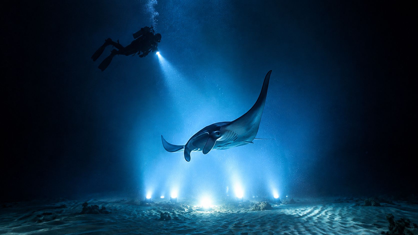 A scuba diver illuminates a graceful manta ray swimming above the sandy ocean floor at night.