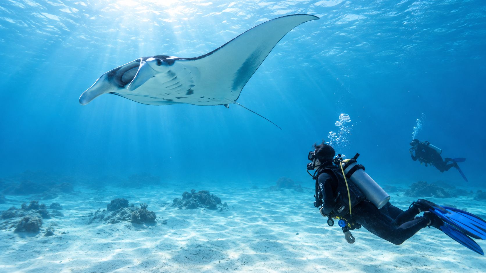 A scuba diver swims alongside a graceful manta ray in the clear blue waters of Hawaii.