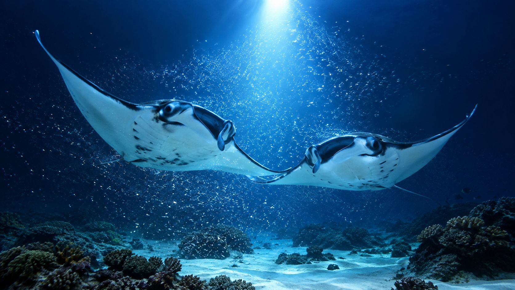 Two graceful manta rays swimming together in the deep blue ocean above a vibrant coral reef.