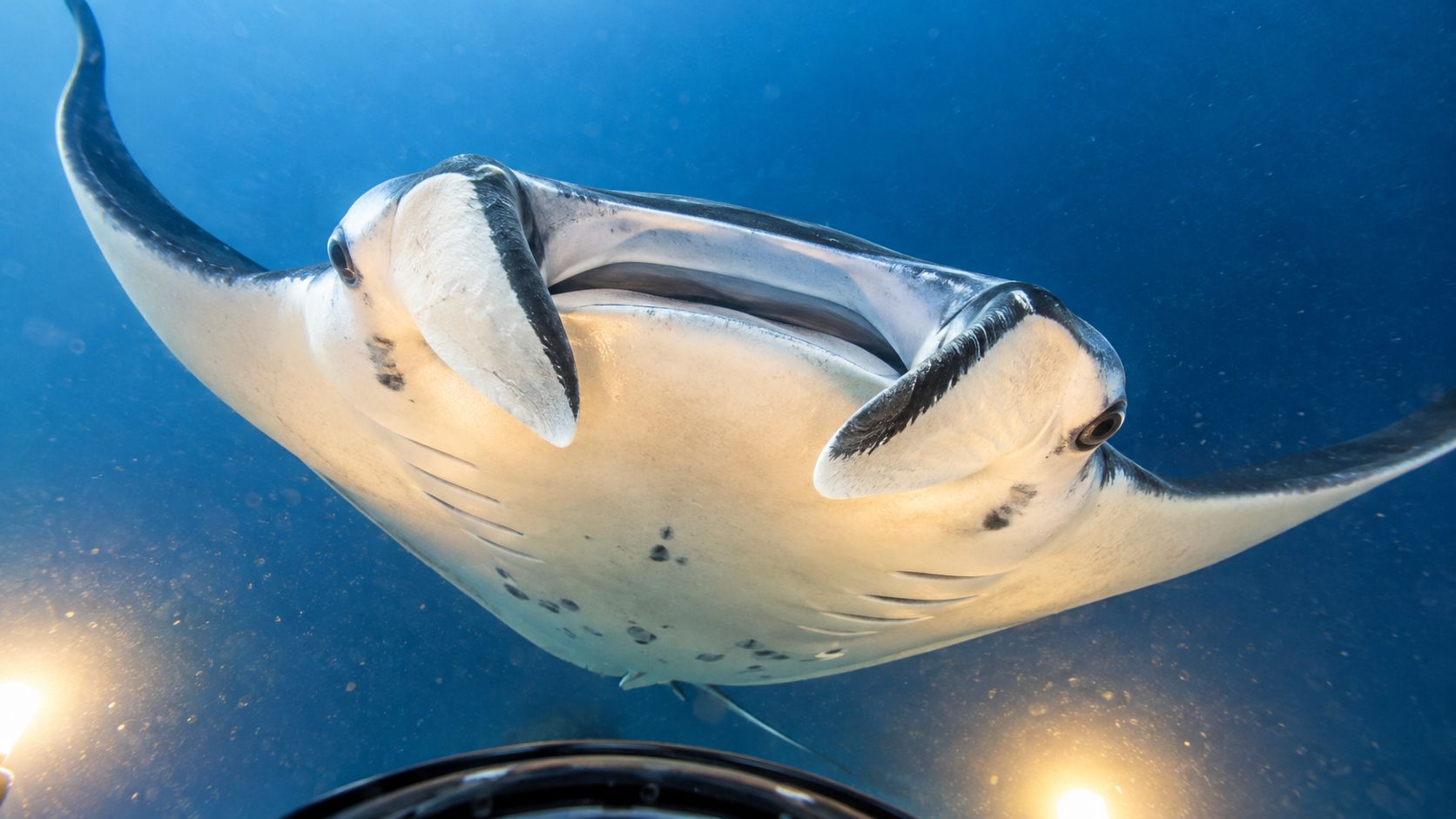 A majestic manta ray swims gracefully through deep blue ocean waters during a nighttime scuba diving excursion.