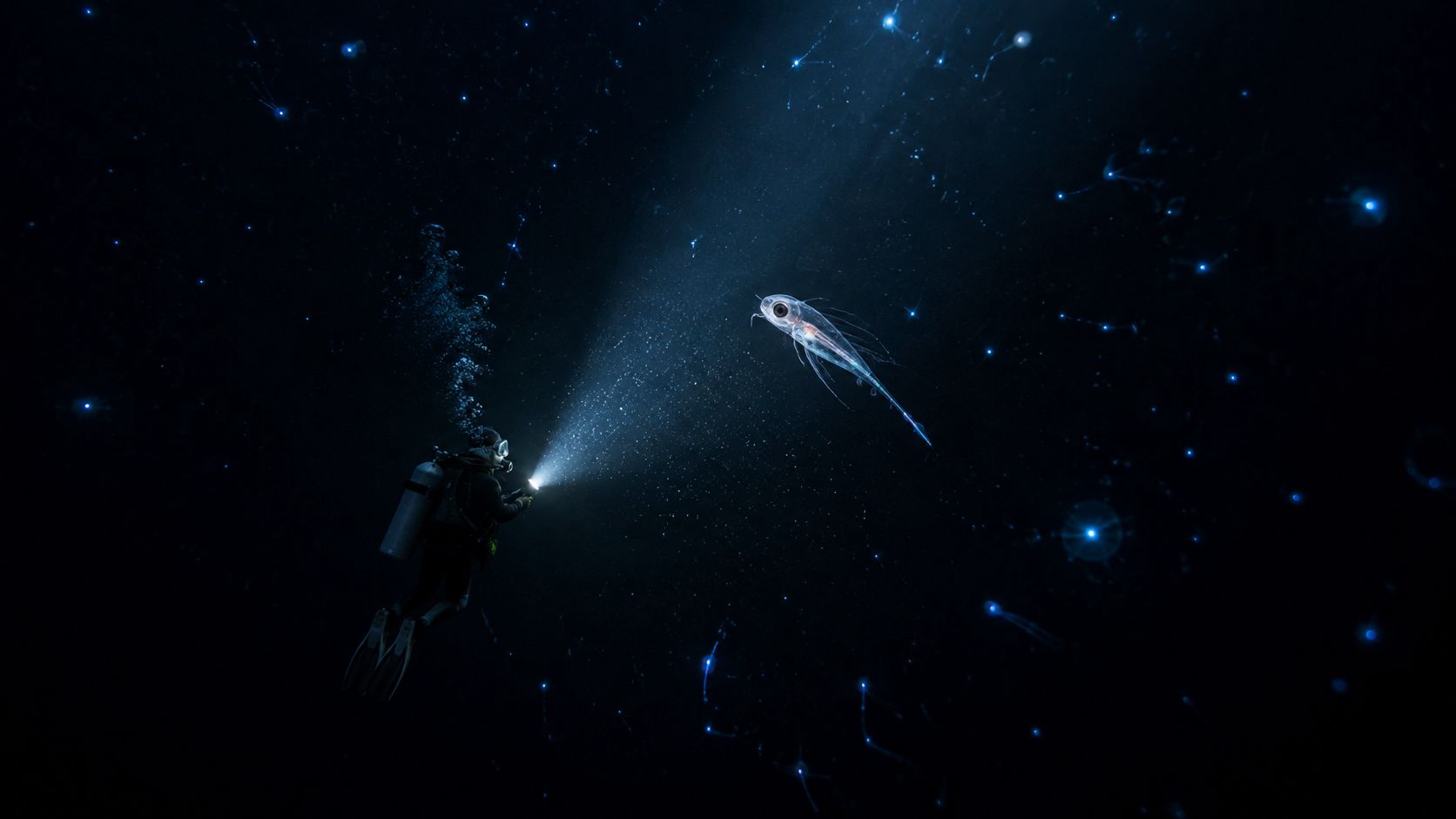A scuba diver illuminates a small, translucent deep-sea fish in the dark ocean surrounded by bioluminescent creatures.