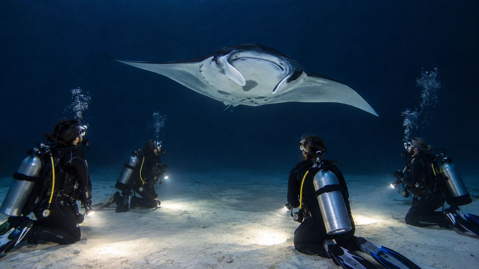 Scuba divers kneeling on the ocean floor while observing a large manta ray swimming at night