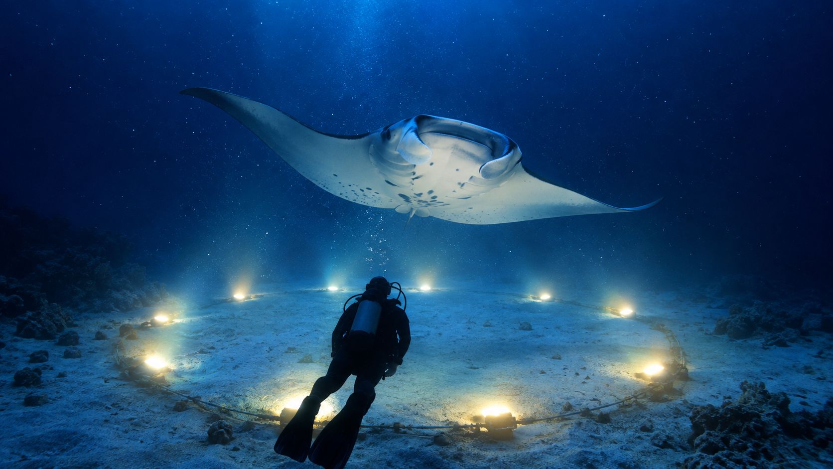 A scuba diver swims towards a large manta ray illuminated by a circle of underwater lights.
