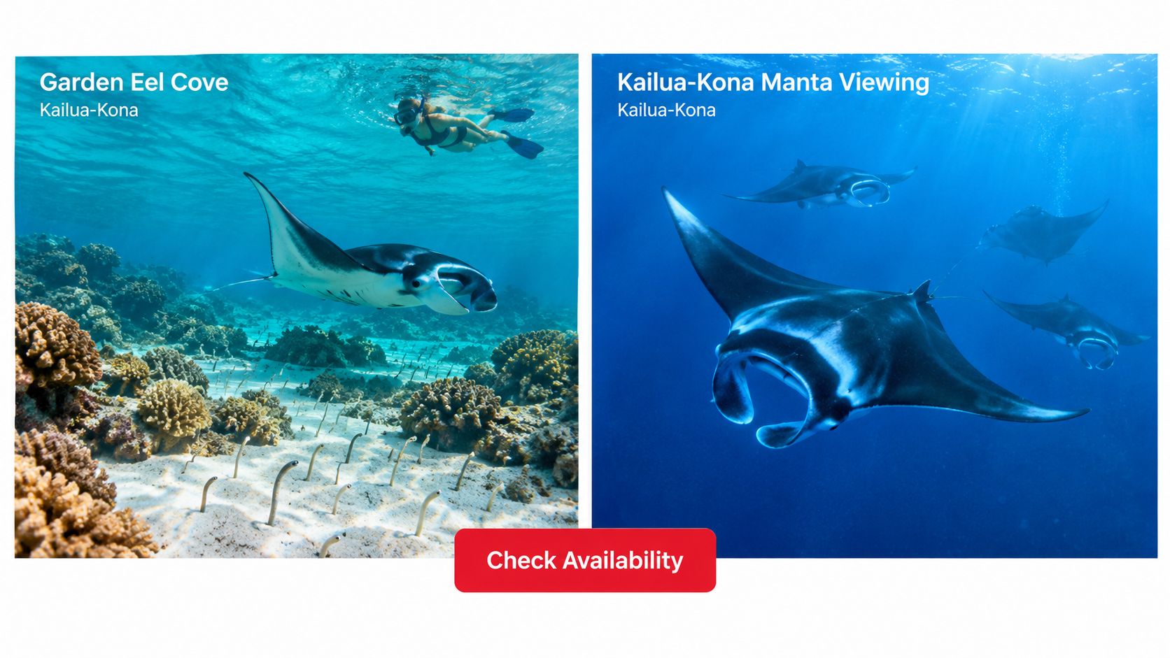 A split image showing snorkeling at Garden Eel Cove and manta rays swimming in Kailua-Kona, Hawaii.