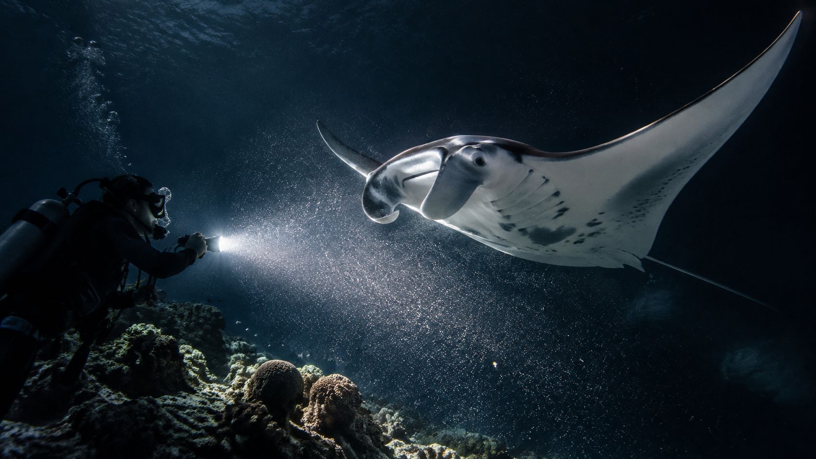 A scuba diver explores the dark ocean depths while using a flashlight to illuminate a graceful manta ray.