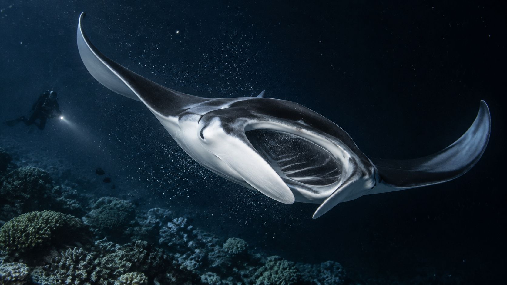 A large manta ray swimming through the dark ocean with a scuba diver nearby in the water.
