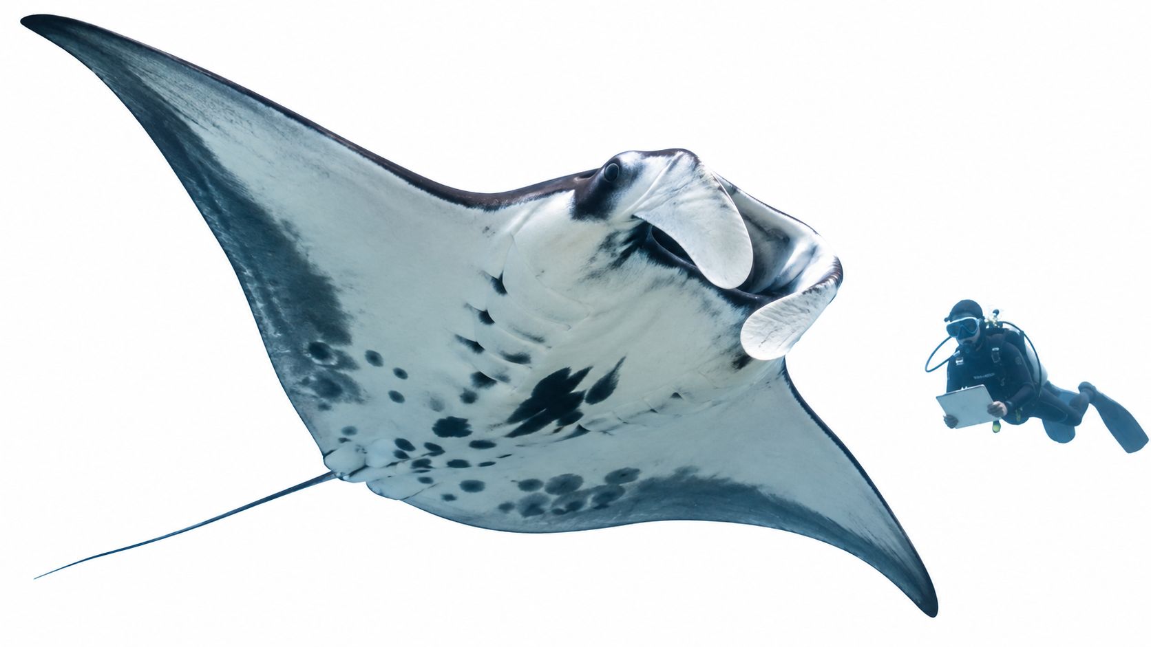 A large manta ray swimming underwater next to a scuba diver holding a slate for research purposes.