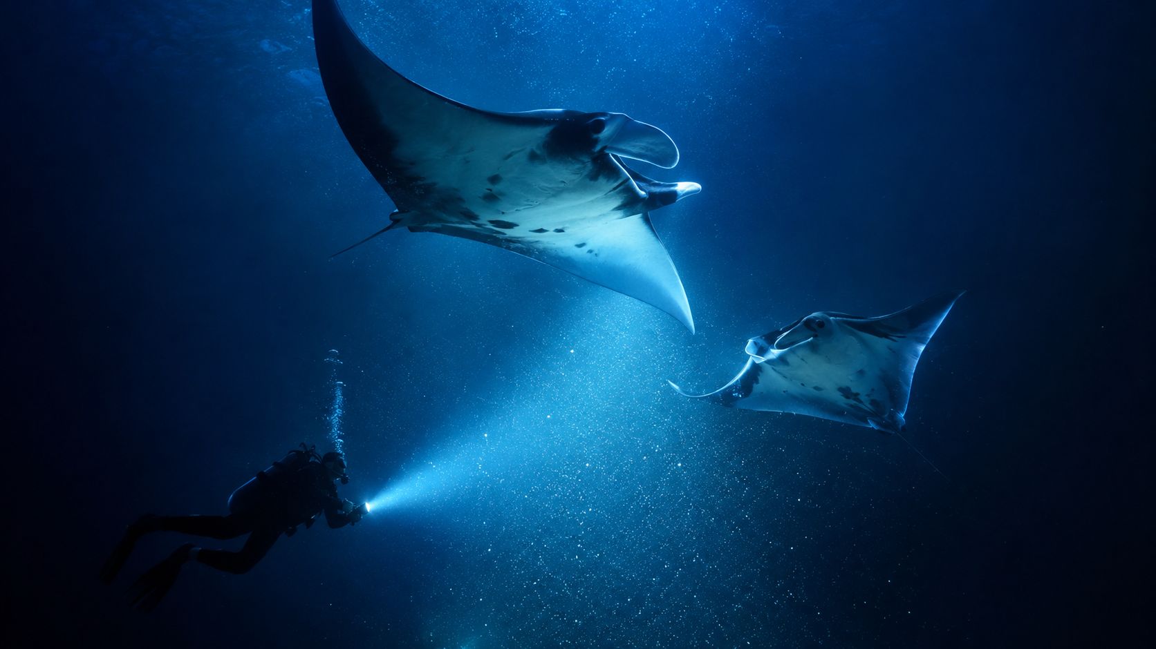 A scuba diver explores the deep blue ocean alongside two majestic manta rays while using an underwater flashlight.