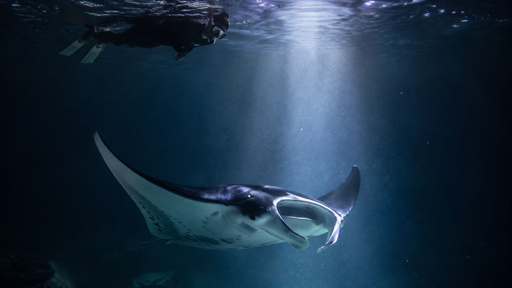 A snorkeler swims near a large majestic manta ray illuminated by light rays beneath the ocean surface.