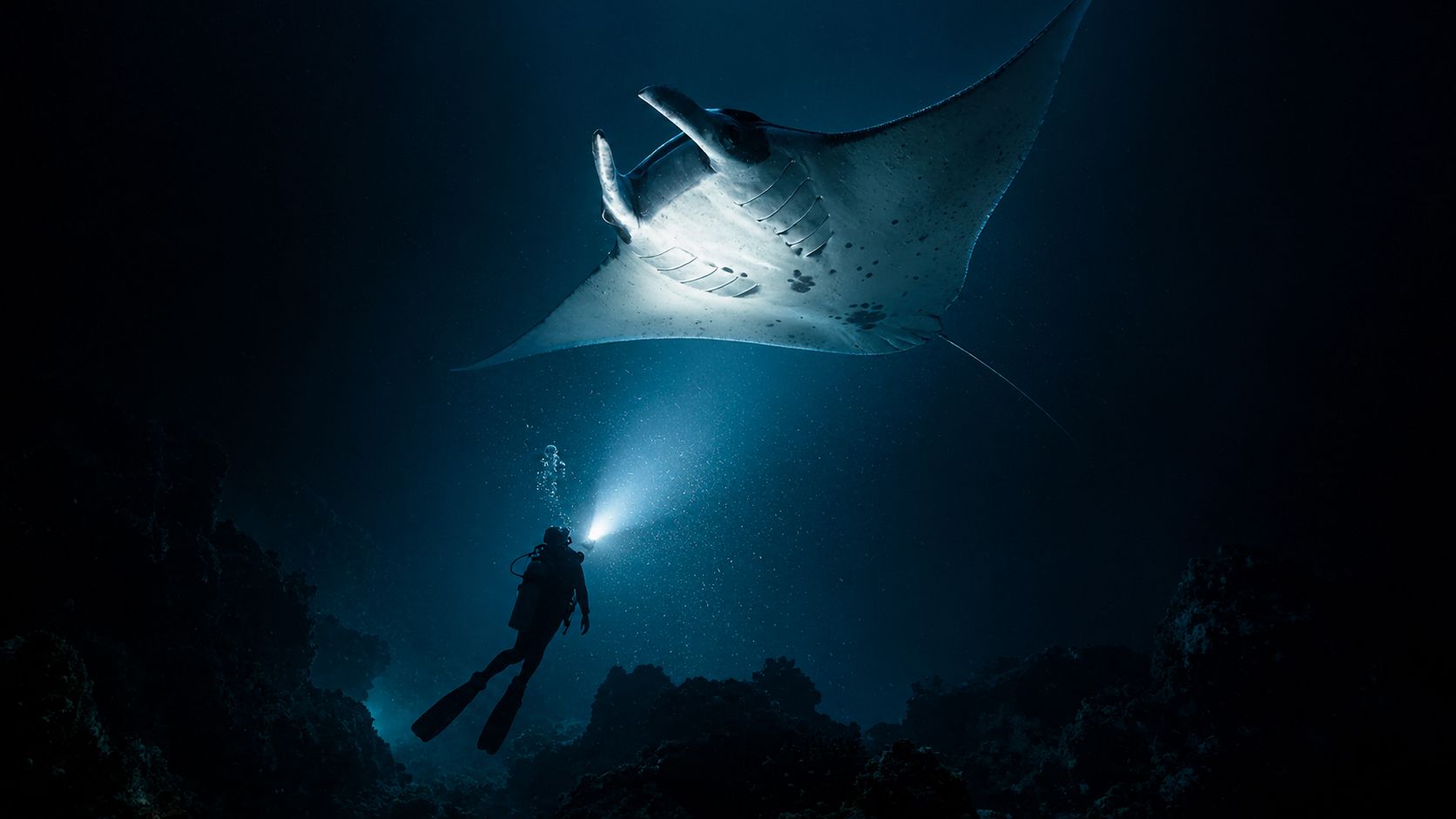 A scuba diver shines a light on a large manta ray swimming in dark deep ocean water.
