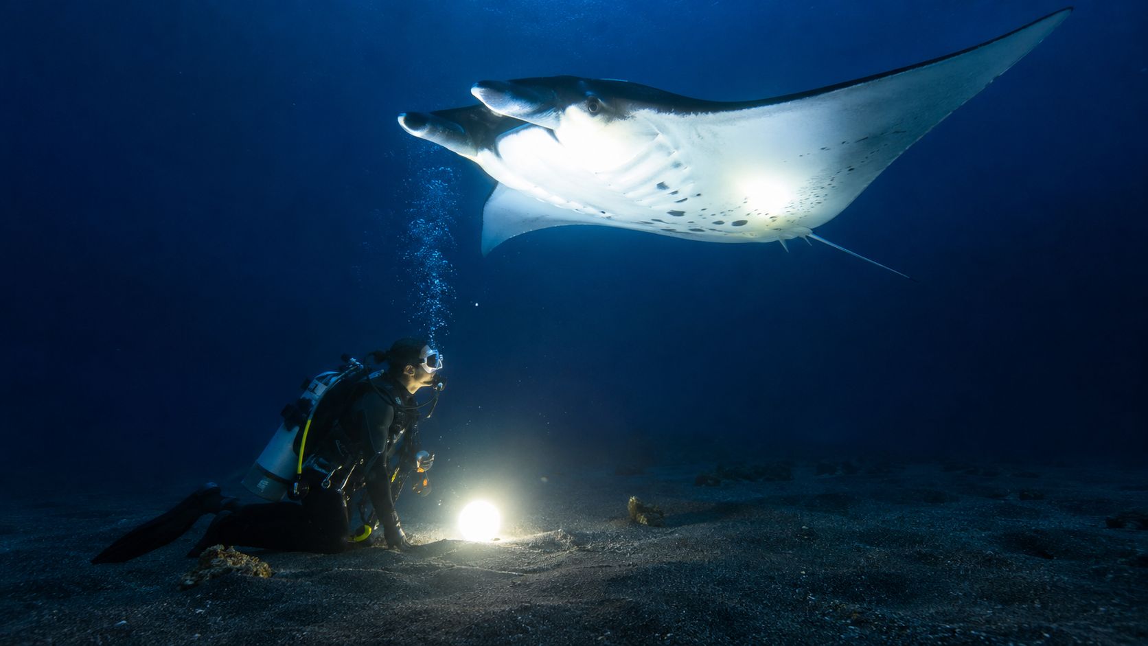 A scuba diver kneels on the dark ocean floor watching a large manta ray swimming above them.