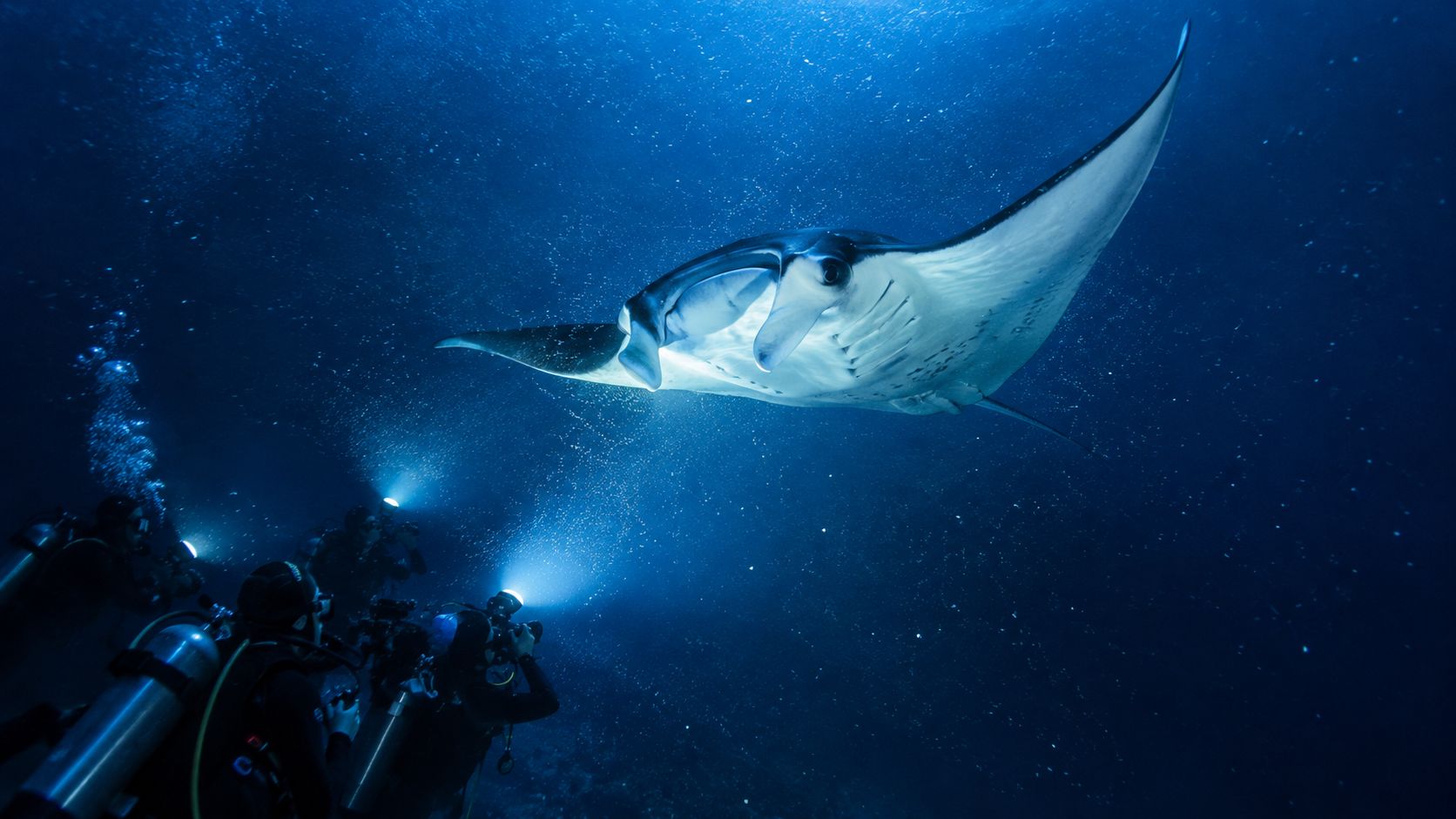 Scuba divers with underwater lights photographing a large majestic manta ray in the deep blue ocean.