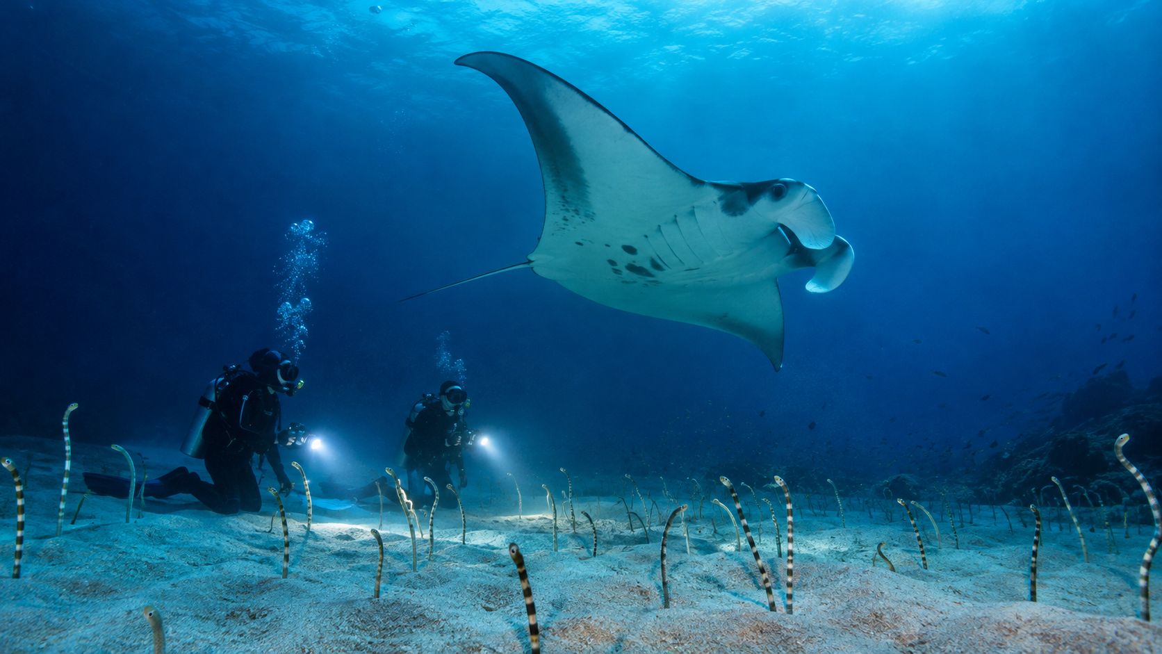 Two scuba divers using underwater flashlights near a giant manta ray swimming over a sandy ocean floor.