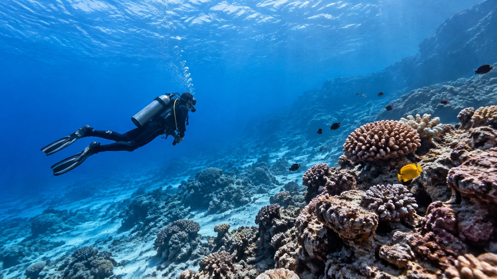 A scuba diver explores a vibrant coral reef in the crystal clear blue waters near Kailua Kona, Hawaii.
