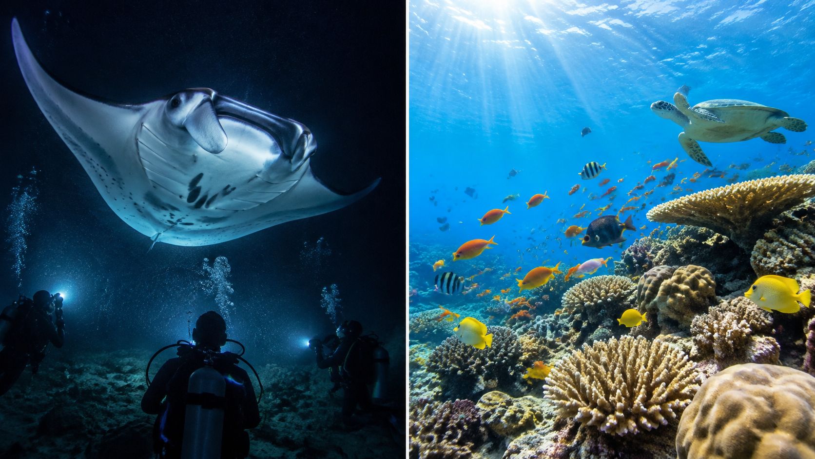 Scuba divers watch a manta ray underwater while a vibrant tropical coral reef scene plays out nearby.