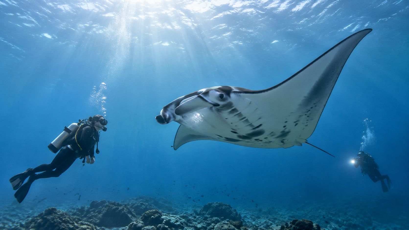 A scuba diver swimming gracefully alongside a majestic manta ray in the clear blue ocean water.
