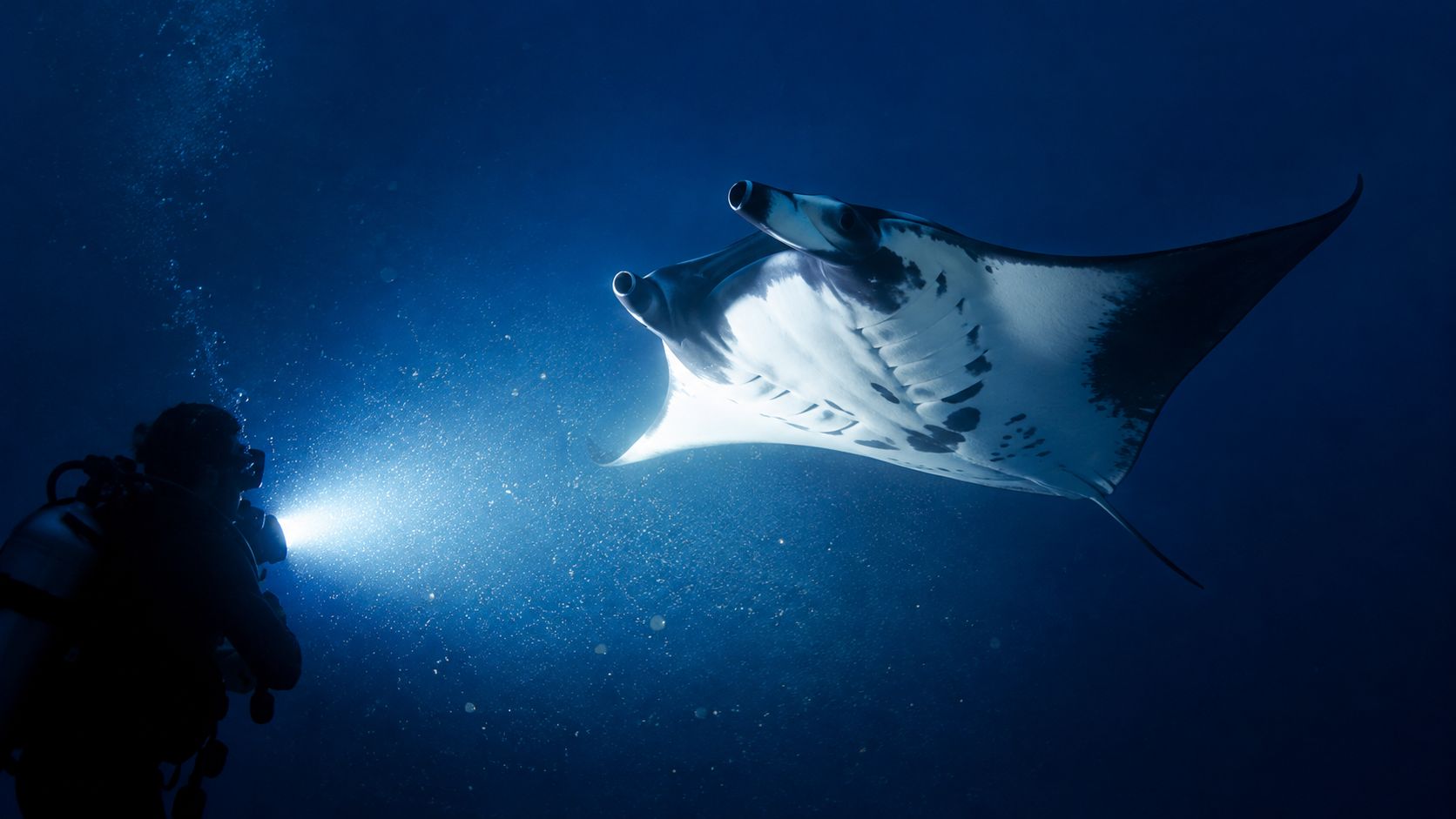 A scuba diver illuminates a graceful manta ray swimming in the deep blue water at night.