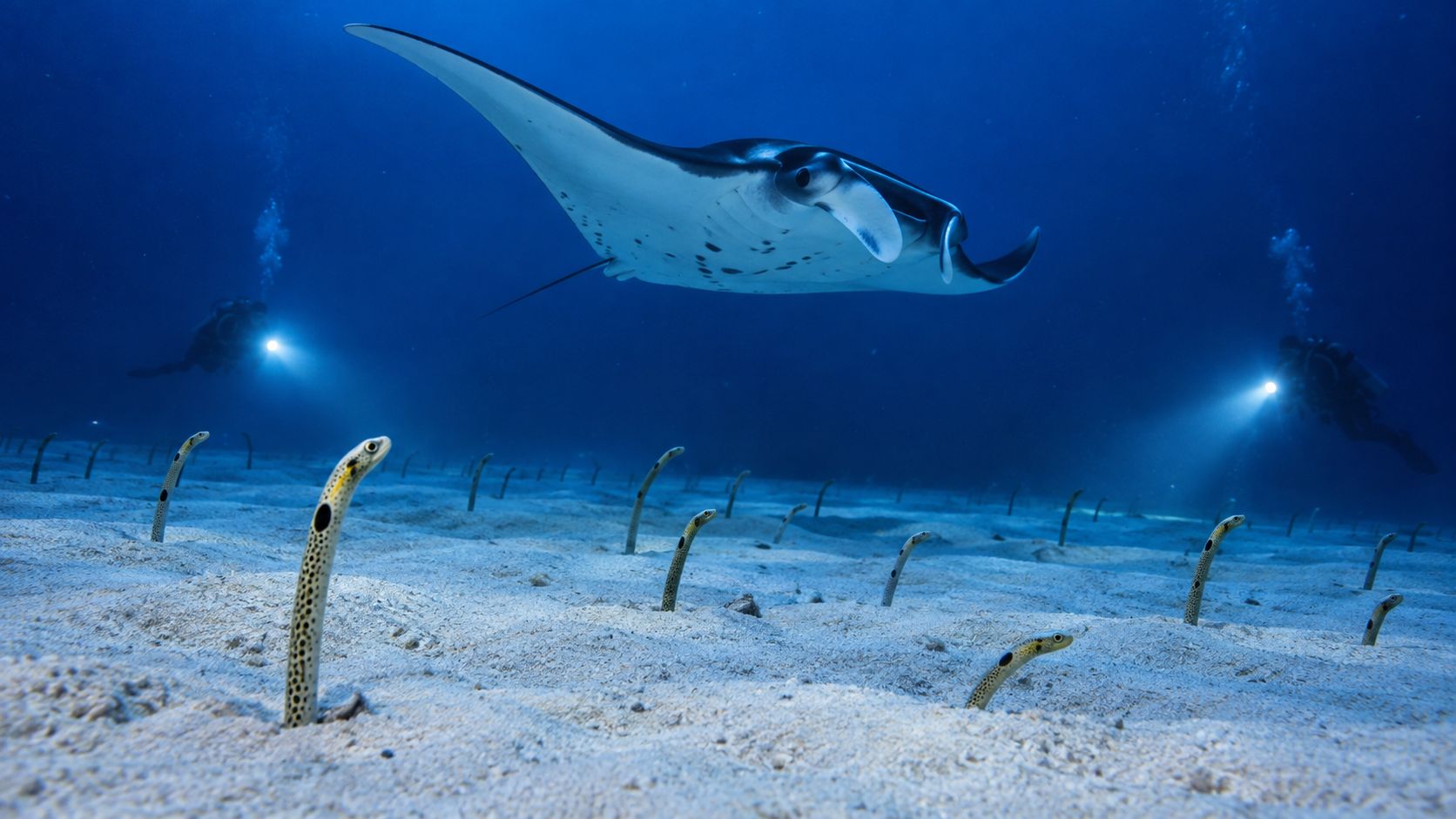 A majestic manta ray glides over a sandy seafloor with garden eels and two scuba divers nearby.