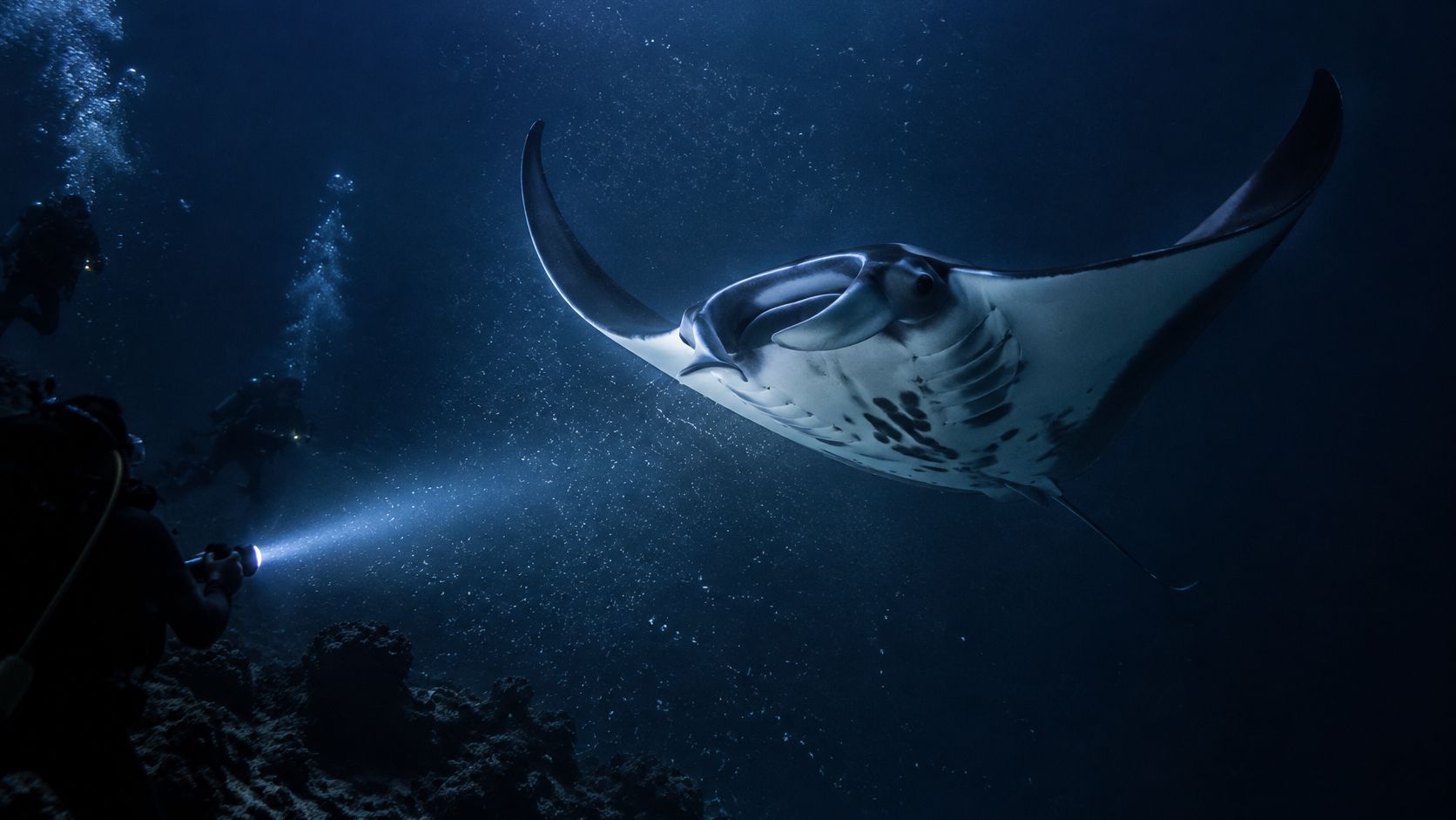 A scuba diver illuminates a graceful manta ray gliding through the dark blue ocean depths at night.