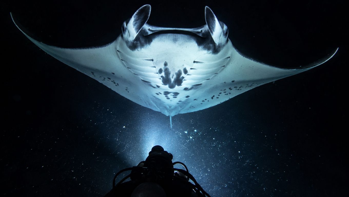 A scuba diver illuminates a giant manta ray swimming gracefully in the dark ocean waters at night.