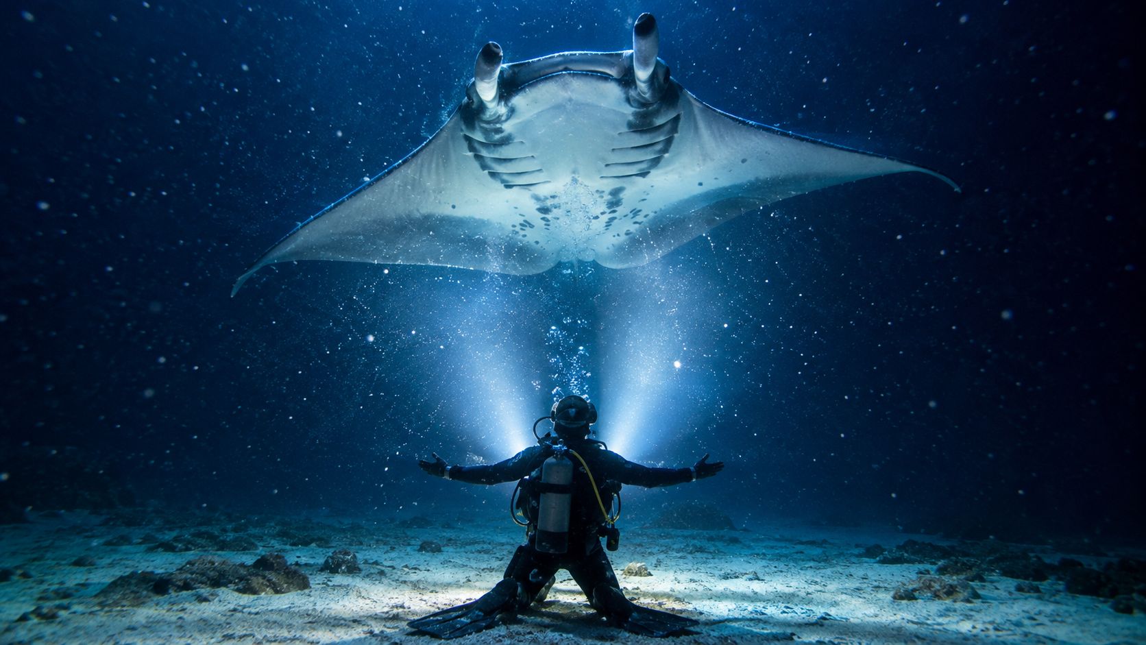 A scuba diver kneeling on the sandy ocean floor, illuminating a large manta ray with bright lights.