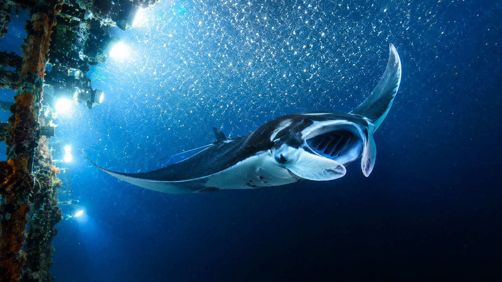 A majestic manta ray swimming with its mouth wide open near lights during a night dive.