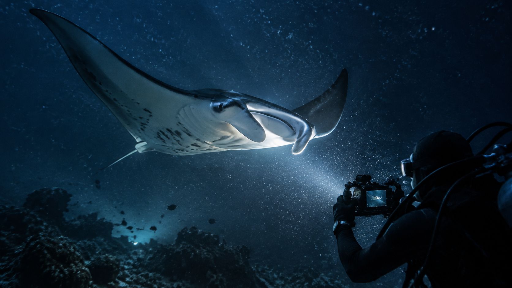 A scuba diver photographs a majestic manta ray swimming through deep dark ocean water at night